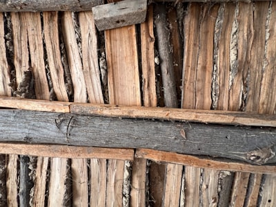 Services termite